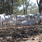 Softer trend for prime cattle