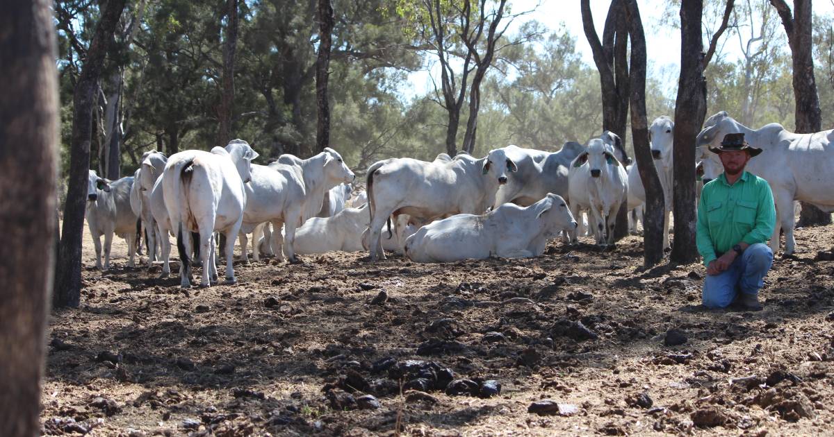 Oak Park Station Brahmans have to perform “in any circumstance” | North Queensland Register