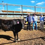 Local beef steers top $1388 at Muchea | Farm Weekly