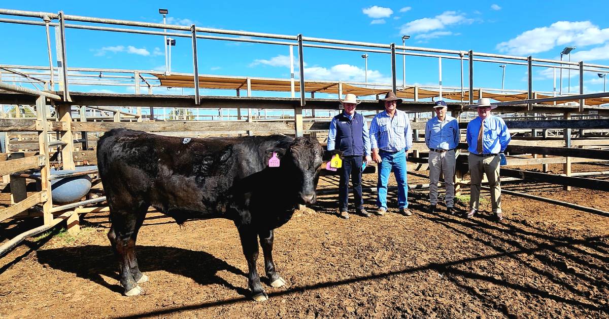 First multi-vendor Wagyu sale hailed a success