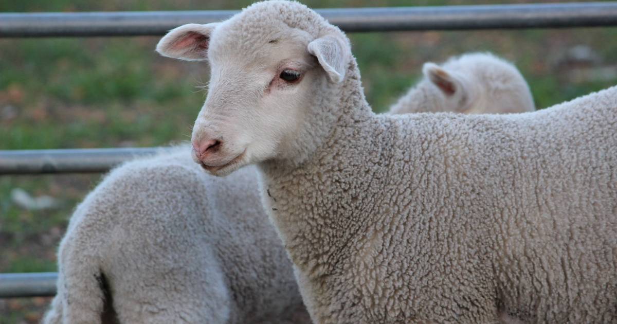 Rising sheep exports show ongoing demand