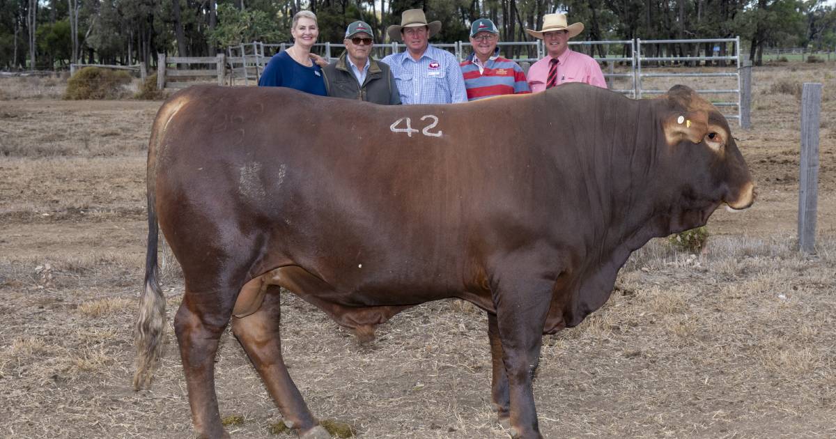 Big stations support Seifert Belmont Reds bull sale