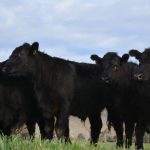 Cows and prime heifers prominent at Emerald sale