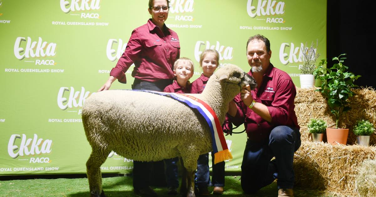 Vernon family and Chris Rubie the big winners in the Ekka meat sheep ring