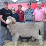 Elite bulls pack a punch at Meandarra sale