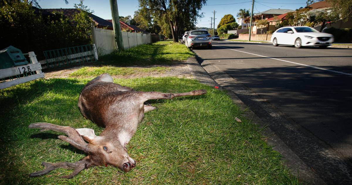 Deer accidents in Australia costs motorist millions every year | Farm Weekly