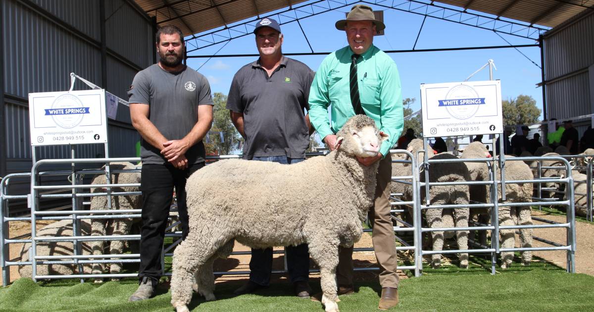 White Springs Poll Merinos sell to $3000 at Calingiri ram sale | Farm Weekly