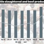 Top macadamia farms to be sold as a single operation