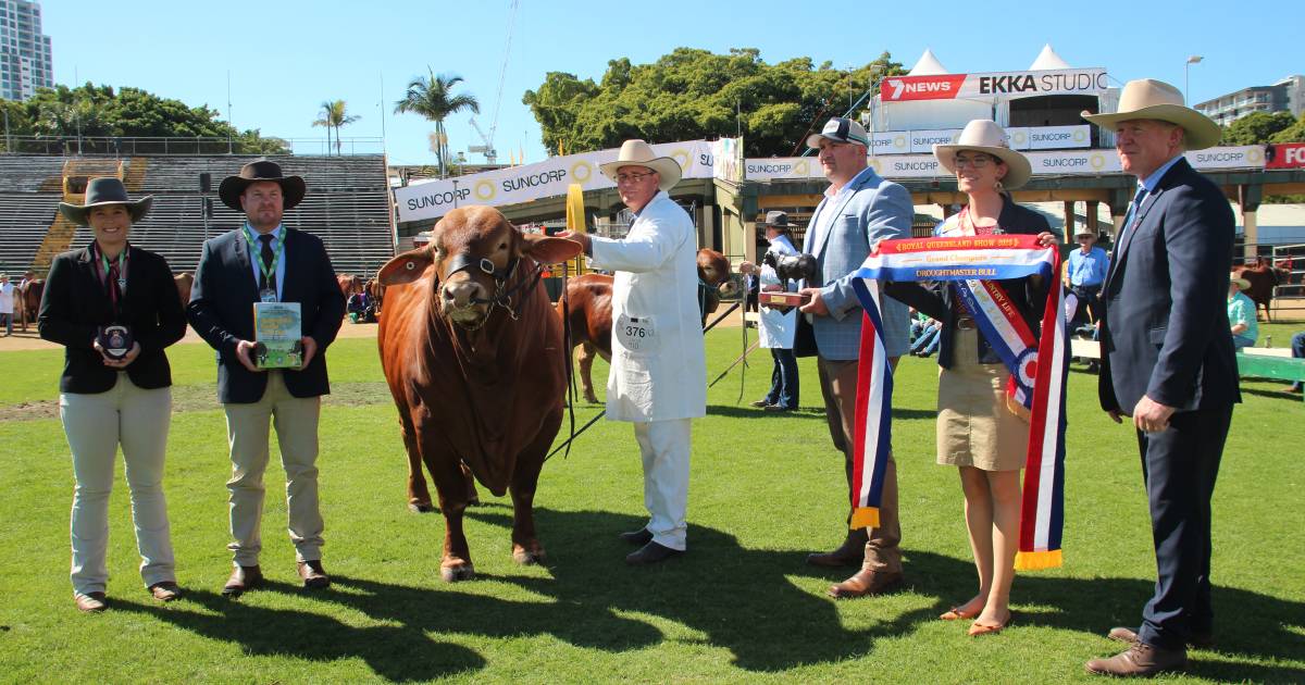 Glenlands dominates Droughtmaster ring