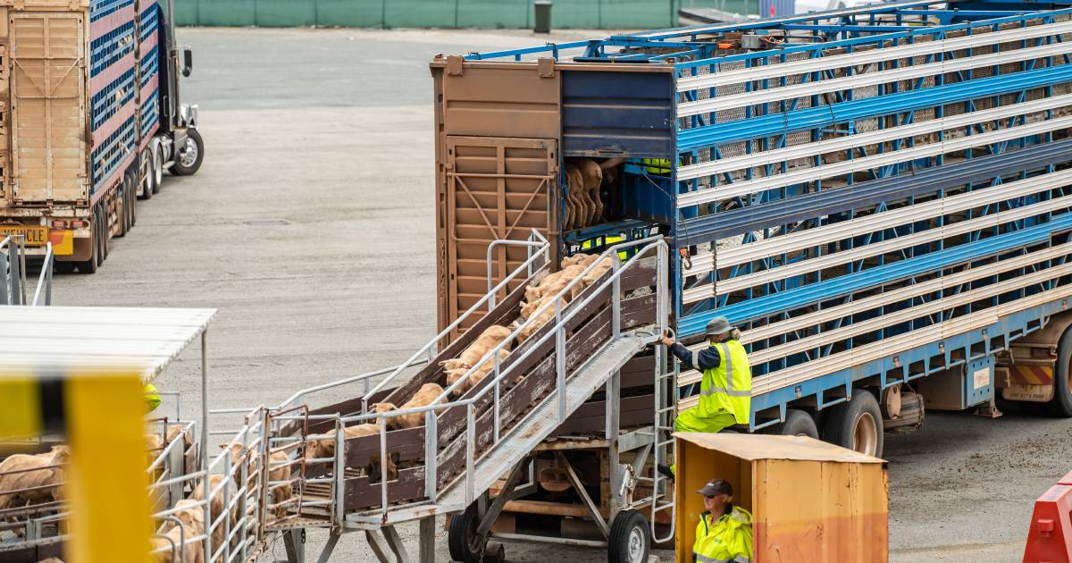 Independent panel compiling report from submissions and contract analysis to phase out live sheep exports | Farm Weekly