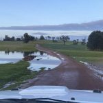 Dalby sale 2 Aug 2023: Light weight cattle make up ground