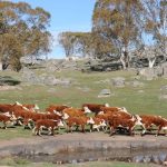 Toowoomba engineer wins with automated chicken monitor