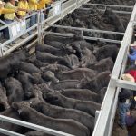 Ekka stud cattle judging line-up announced for 2023