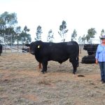 A buyers market at Benjarra Limousin invitational sale