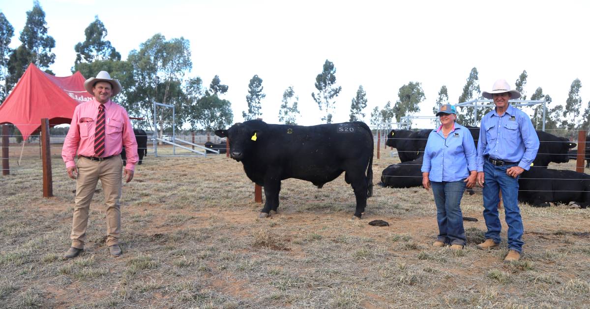 Fairview Swagger tops Mungallala black Simmental sale at $19,500 | Queensland Country Life