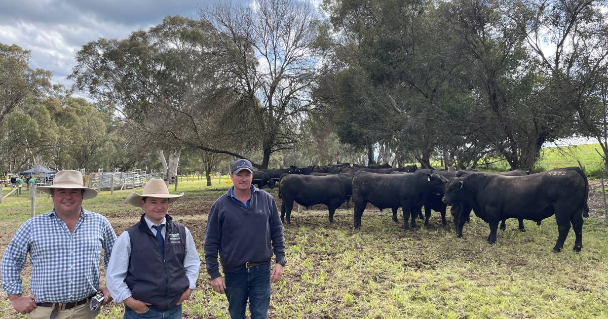 Injemira Beef Genetics annual ANGUS bull production sale | The Land