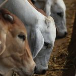 Yearling heifers to feed in demand at Toowoomba