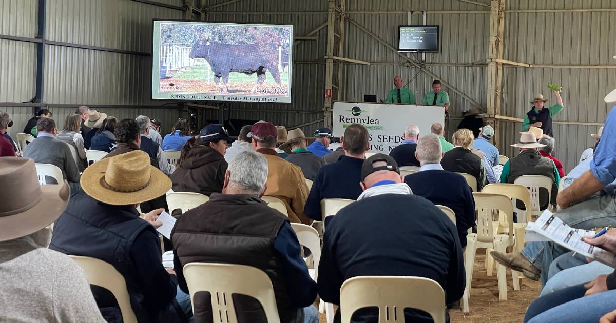 Rennylea Angus clears full line-up at 2023 sale