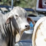 First barley shipment heads to China