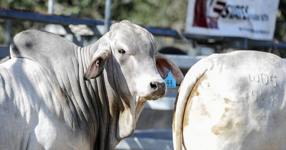 Carleesa Brahmans top of Woolooga Select Sire Sale