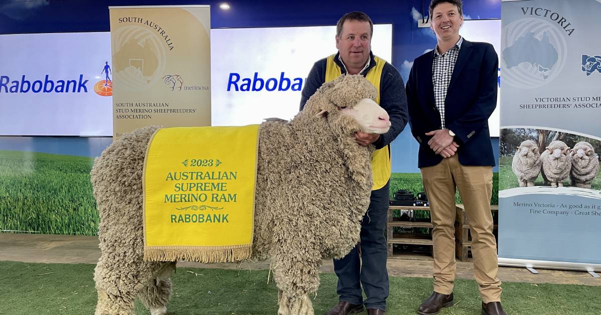 Mulloorie Merino stud recognised as 2023 Rabobank Australian Supreme Merino ram | The Land