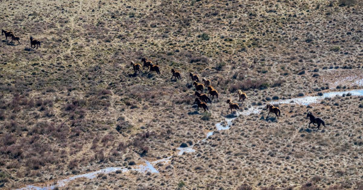 NSW government looks to change its wild horses shooting policy | The Land