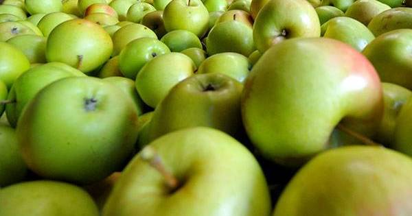 Scientist turns adversity into opportunity for Australian apple industry | The Land