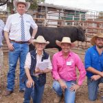 A total of 95 Angus bulls offered sold to $24,000 twice to average $11041 for Boshammer families | Queensland Country Life