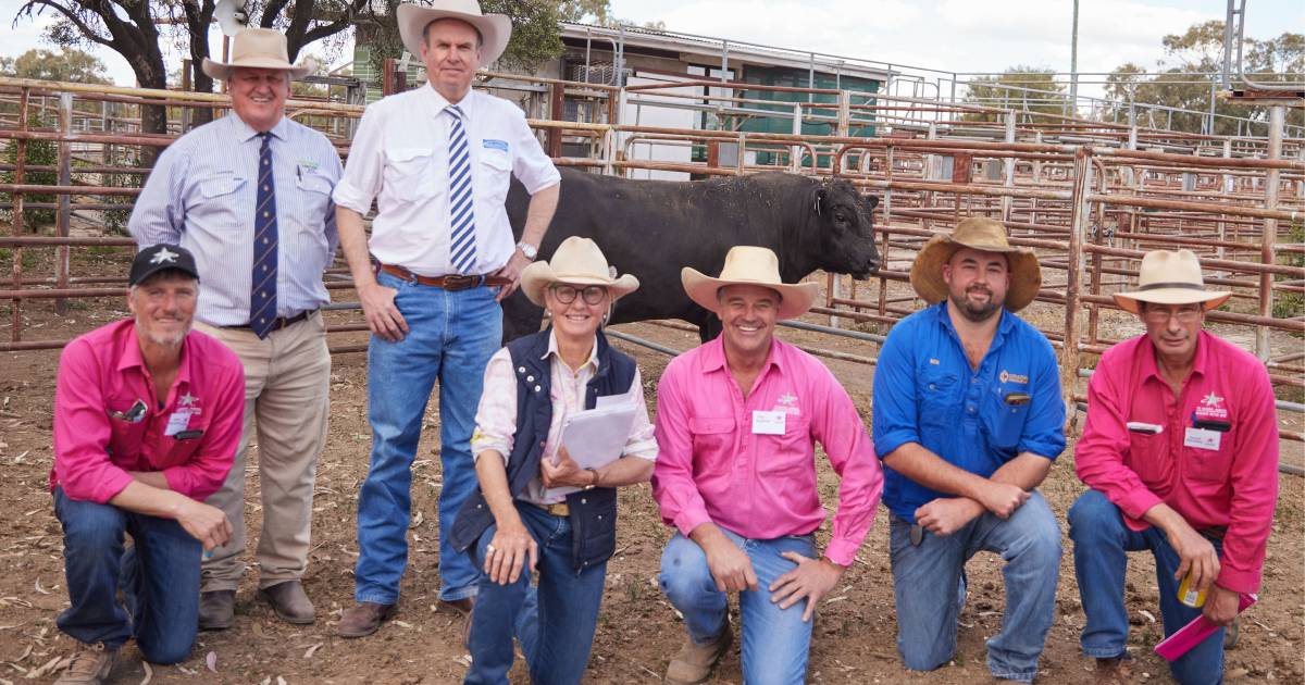 Sunsberry shines through at Temania Angus sale | The Land