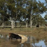 QIC confirms purchase of Roma’s Stuart’s Creek for Nature Capital Fund