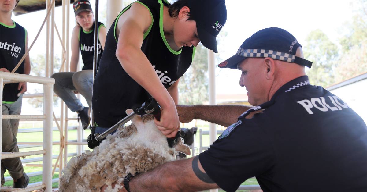 Blue Light shearing program starts up in central west Qld | Queensland Country Life