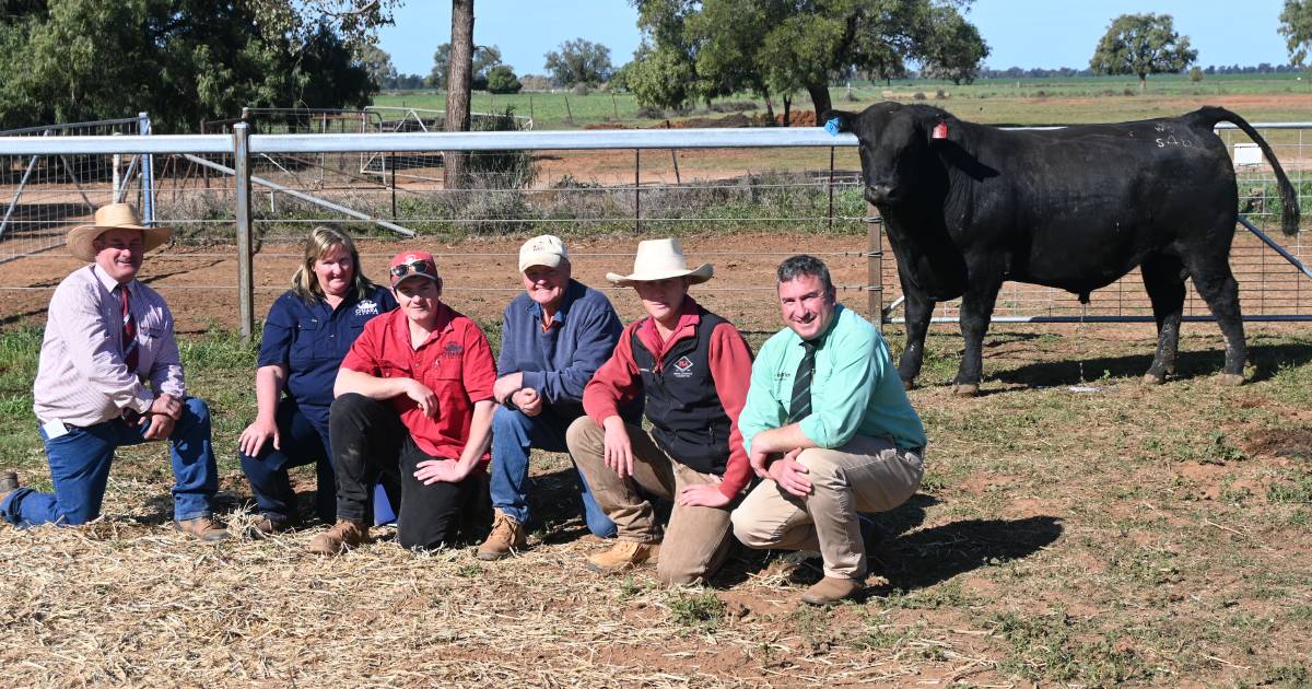 Waitara Angus 2023 bull sale top price and clearance results | The Land