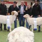 Hereford cross steers sell for $1900 at Laidley | Queensland Country Life