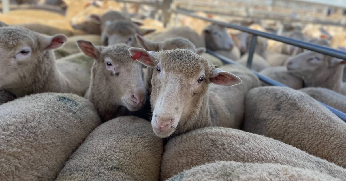 NSW Farmers want answers on eID tag tender costs | The Land