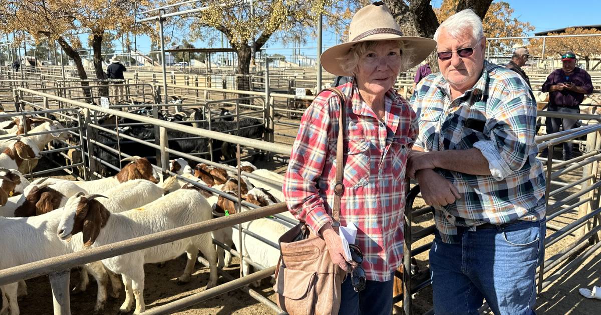 Boer wethers hit $160 at Dubbo