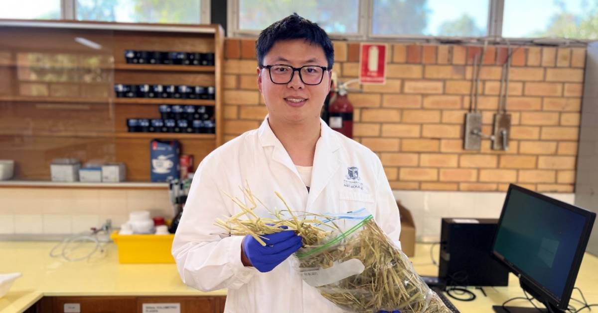 Study shows production benefits of high-quality oaten hay