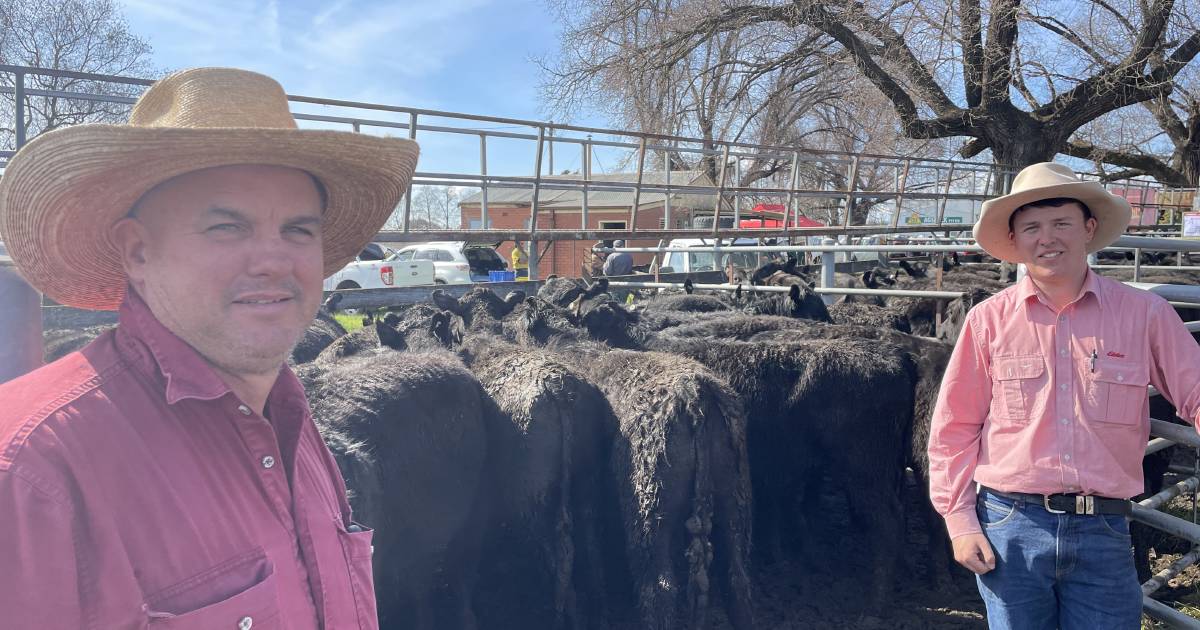 Steers at Tumut sell to $1360 | The Land