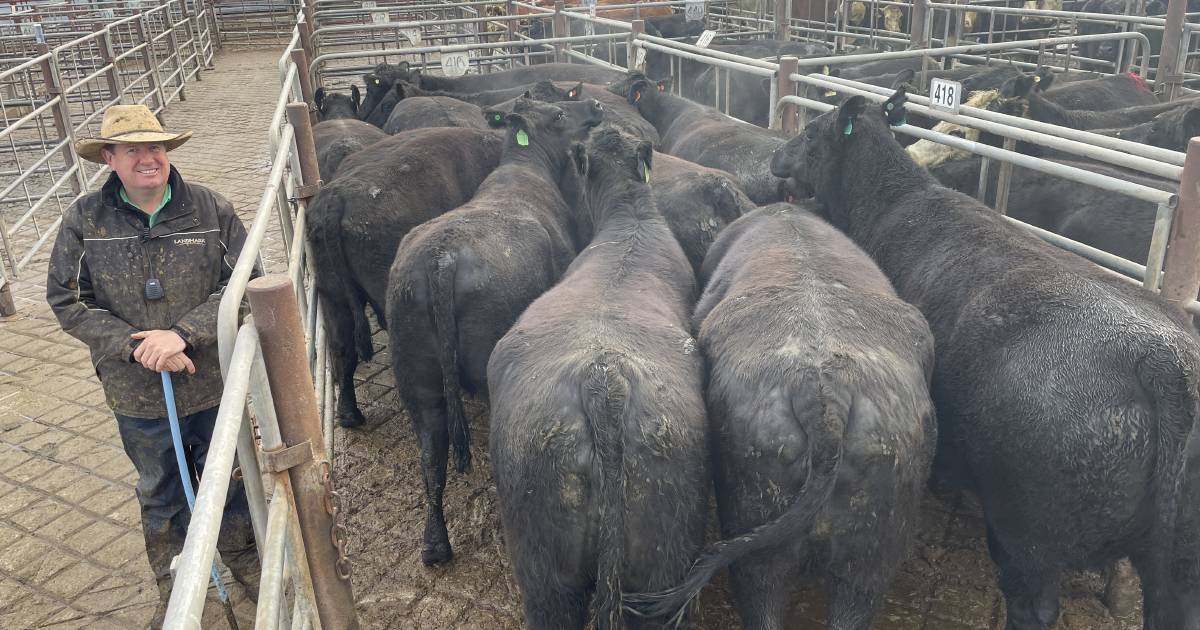 Softer trend for prime cattle