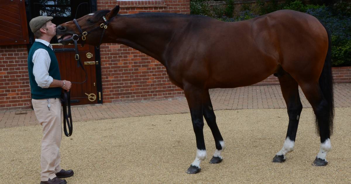 Southern hemisphere time mare covers available to Frankel and Kingman | The Land