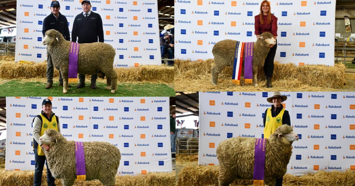 Wool quality impresses at Rabobank National Merino Sheep Show