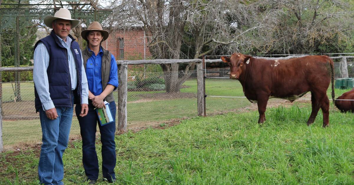 Return buyers show support at Turanville Shorthorns Bull Sale