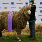 Quadruple champions for Towonga at Merino nationals