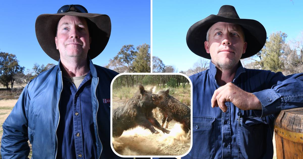 Farmers facing a feral pig fight as numbers increase