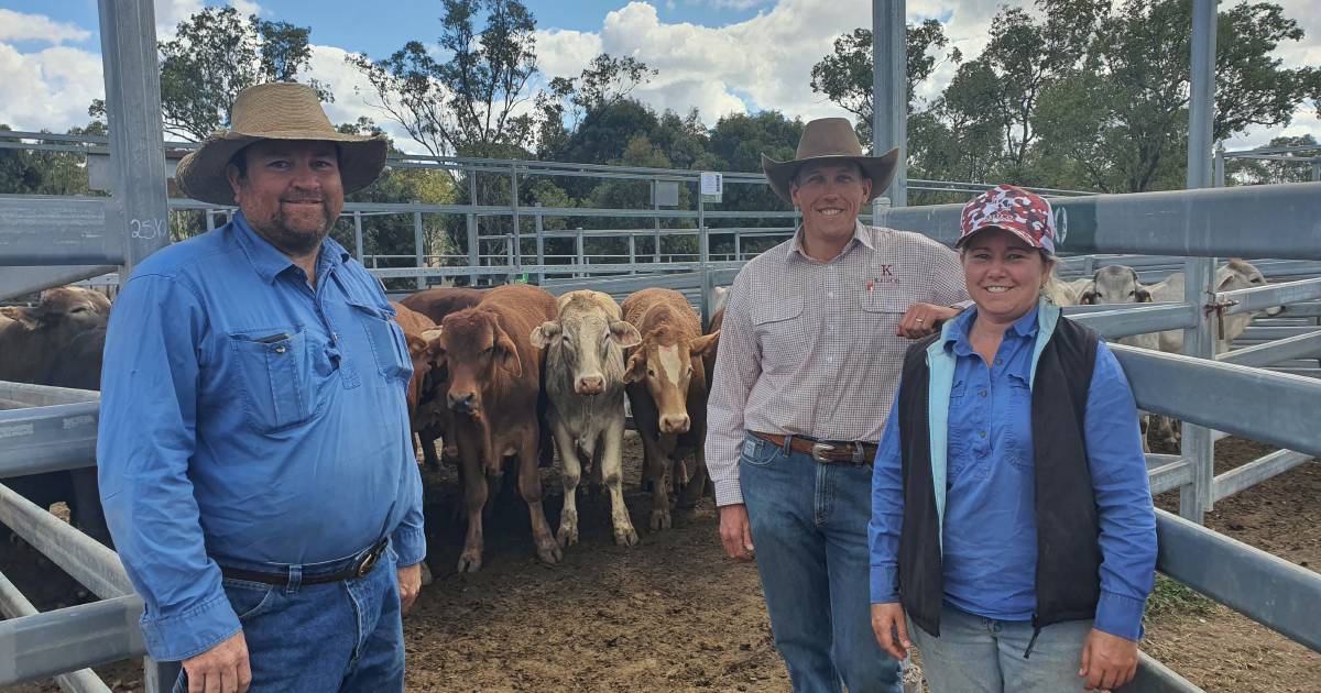 KellCo's Monto feeder sale debut delivers for vendors