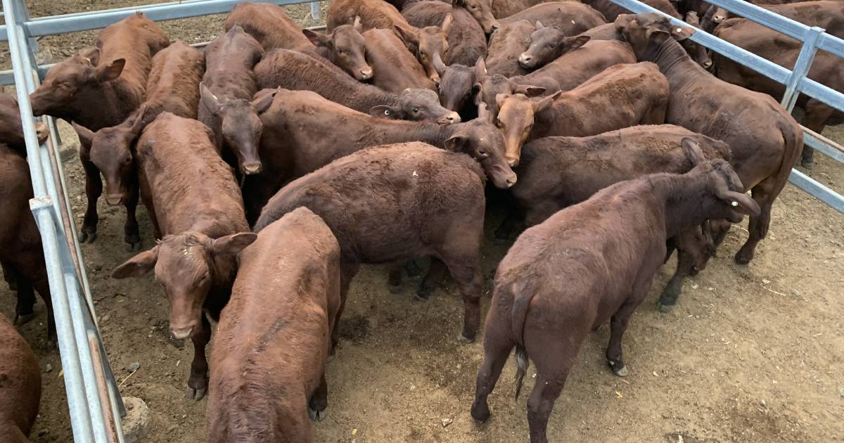 Santa weaner steers six to eight months old top at $1060 T Toogoolawah | Queensland Country Life