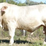 Dubbo sale 17 August 2023: Light restocker cattle slightly dearer