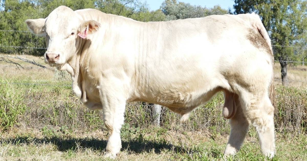 Charnelle bull tops Coolabunia Classic Charolais Sale