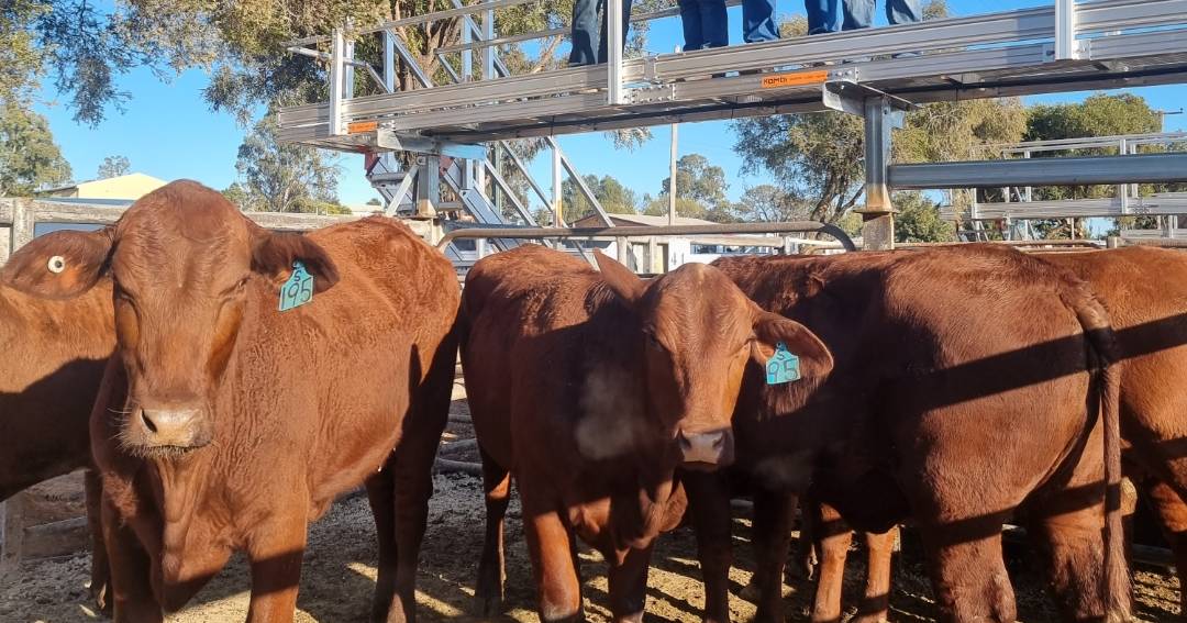 Grandson's idea wins heifers