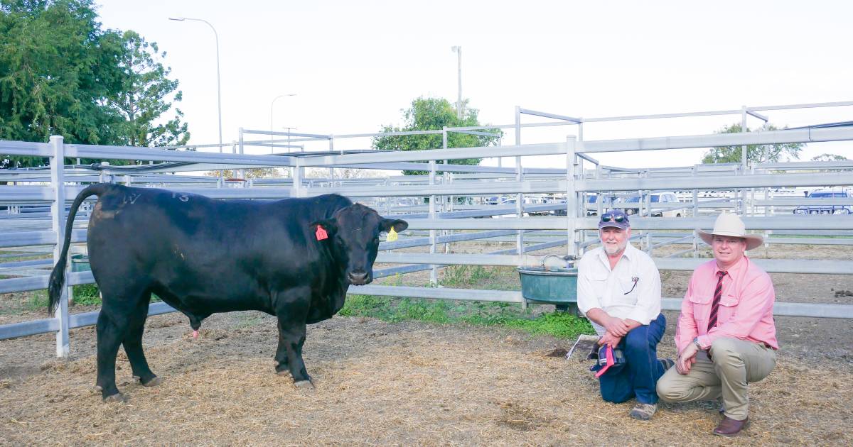 Top bull price recorded twice at Murdeduke Angus Bull Sale