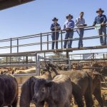 Pain relief improving the way producers manage animal husbandry procedures